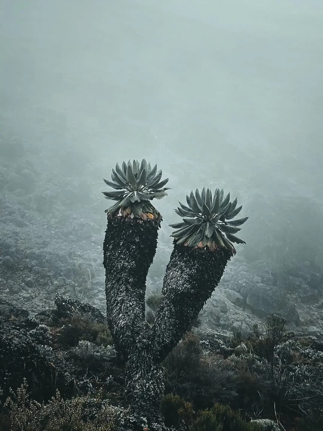 Trekking from Mandara Hut to Horombo Hut