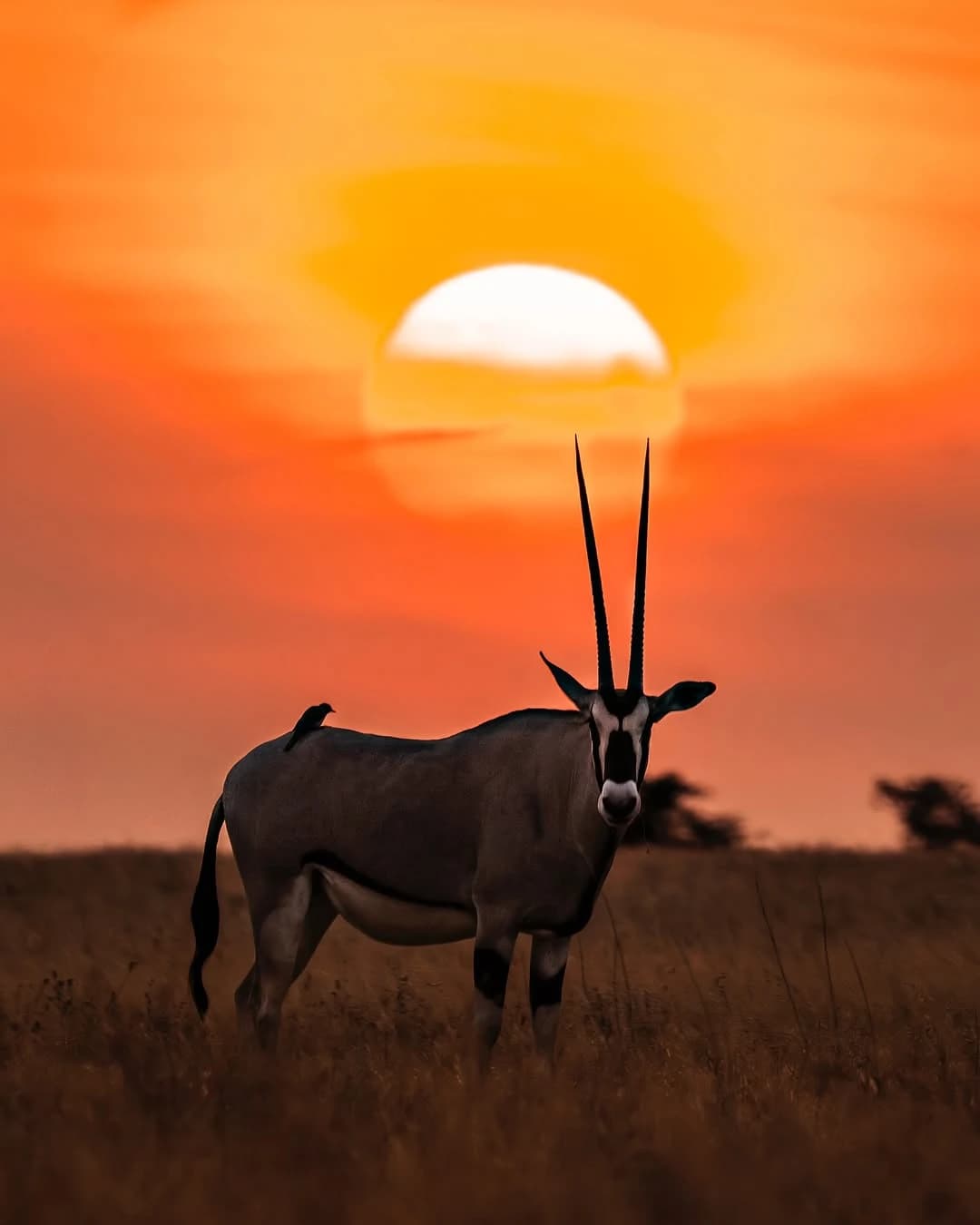 Kenya & Tanzania Migration Grand Epic