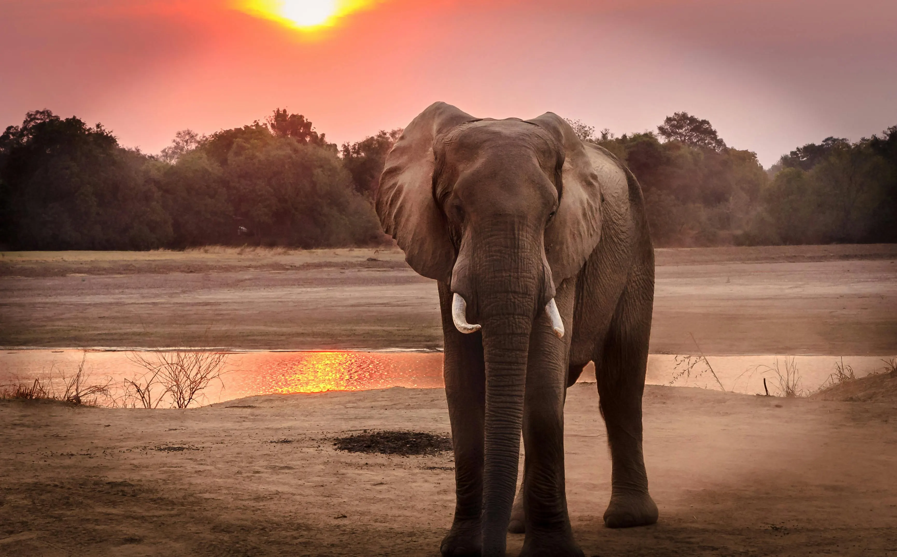 Tanzania Wildlife