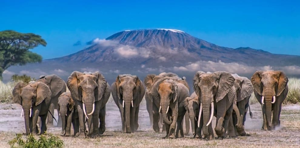 Kenya's unforgettable wildlife experience