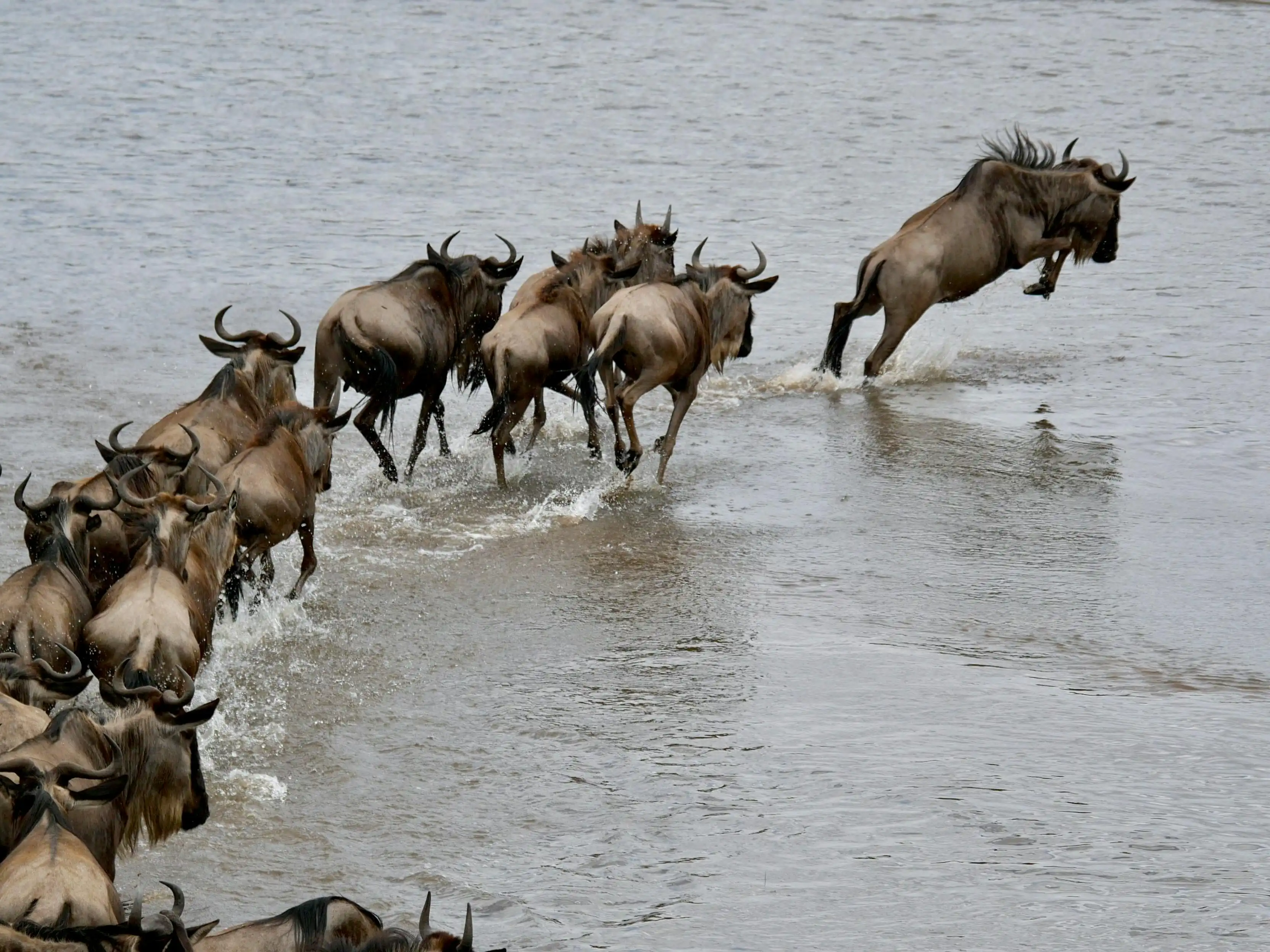 Great Migration River Crossing Expedition