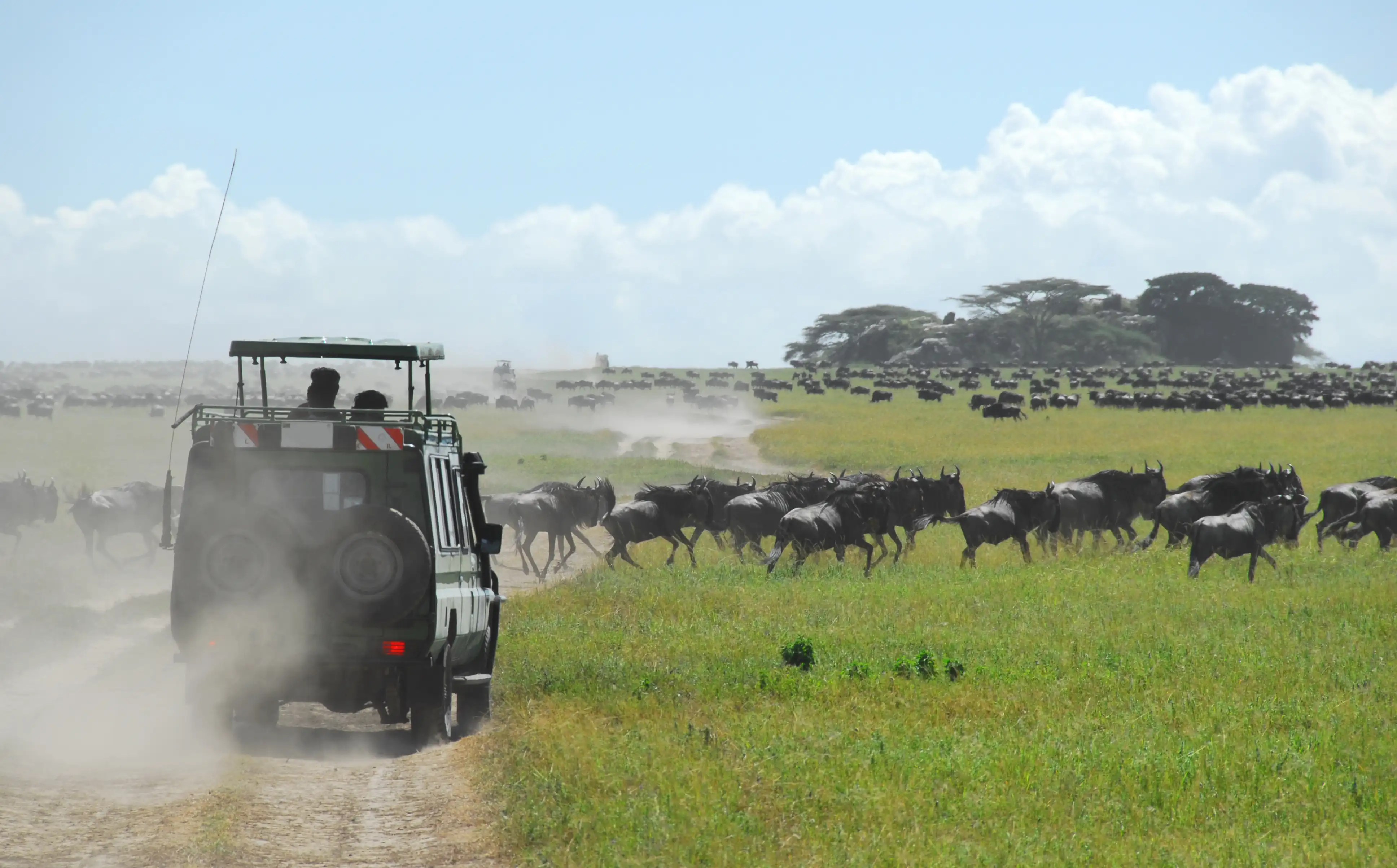 Wildebeest Migration Quest