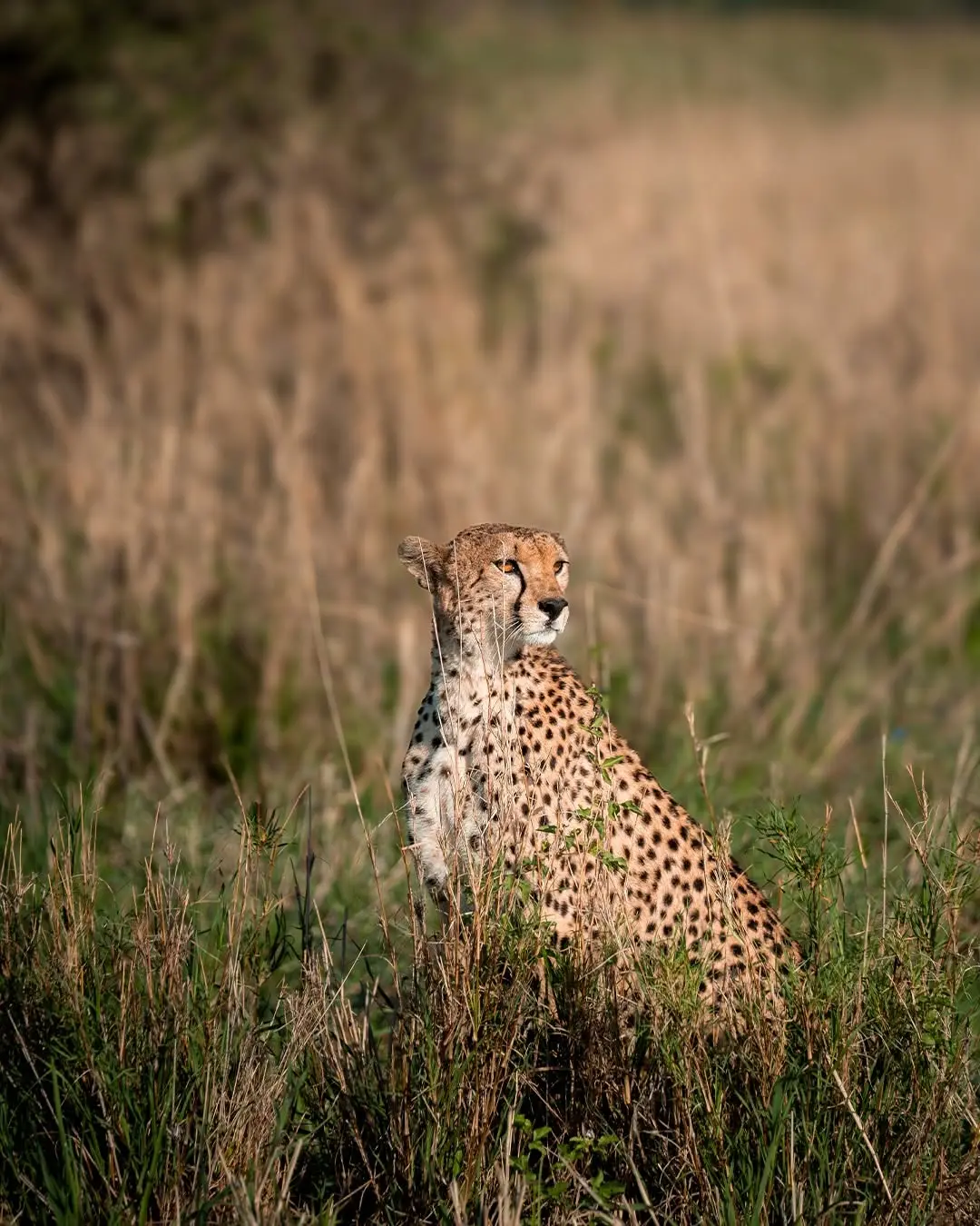 Serengeti & Crater Wilderness Expedition